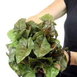 Indoor Garden Syngonium Podophyllum Bronze