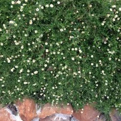Shrubs Erigeron Karvinskianus Seaside Daisy Ground Covers