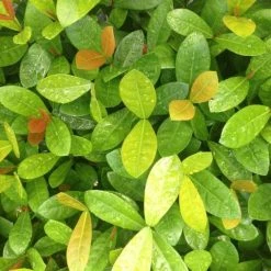 Shrubs Ixora Coral Malay