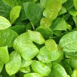 Shrubs Ixora Peach Malay