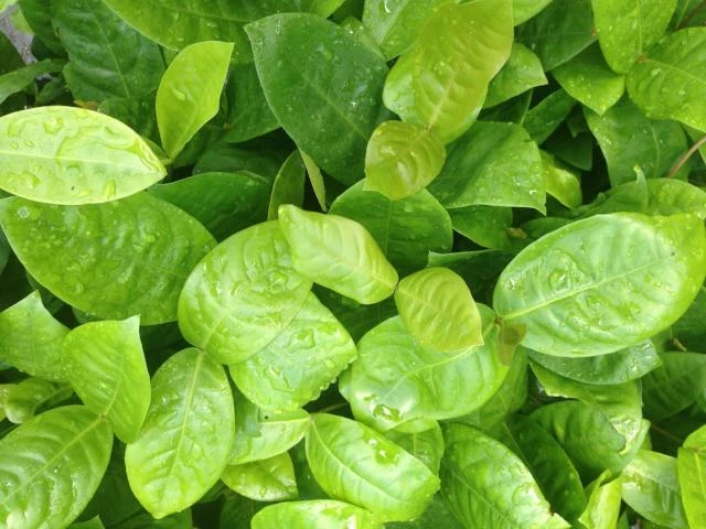 Shrubs Ixora Peach Malay 4 Shrubs Ixora Peach Malay