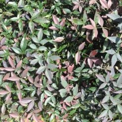 Ozbreed Nandina Domestica Flirt™ ‘MURASAKI’ Pbr Shrubs