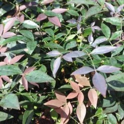 Ozbreed Nandina Domestica Flirt™ ‘MURASAKI’ Pbr Shrubs