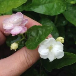 Shrubs Full Sun Jasminum 'Grand Duke Of Tuscany'