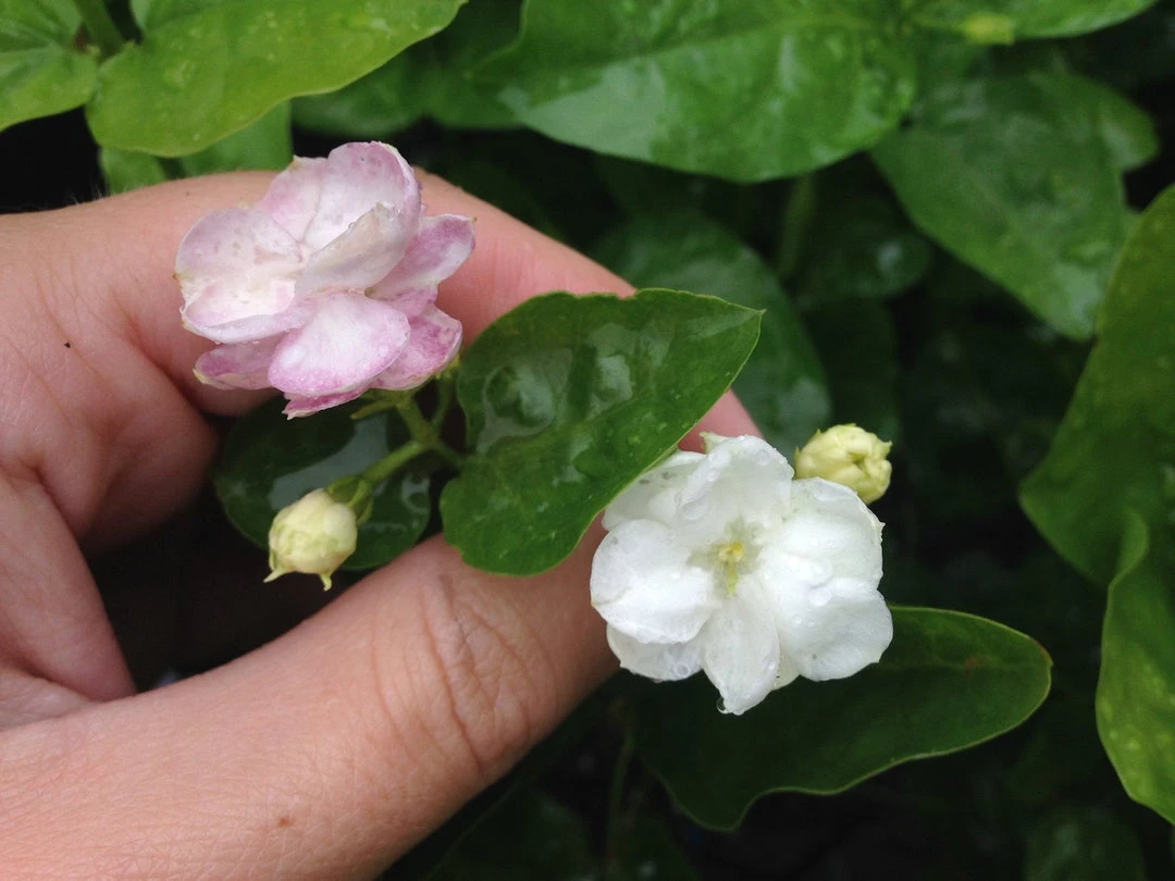Shrubs Full Sun Jasminum 'Grand Duke Of Tuscany' 4 Shrubs Full Sun Jasminum 'Grand Duke Of Tuscany'
