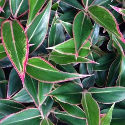 Indoor Garden Aglaonema Siam Aurora 11 Indoor Garden Aglaonema Siam Aurora