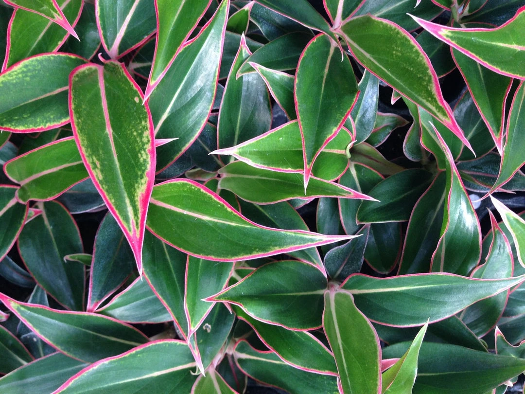 Indoor Garden Aglaonema Siam Aurora 5 Indoor Garden Aglaonema Siam Aurora