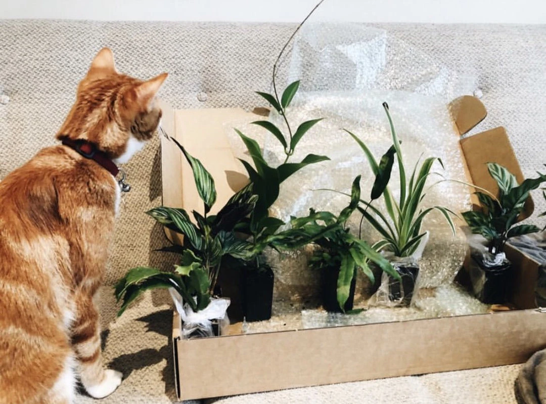 Indoor Garden Pet-Friendly Indoor Plant Pack 😀 16 Indoor Garden Pet-Friendly Indoor Plant Pack ????