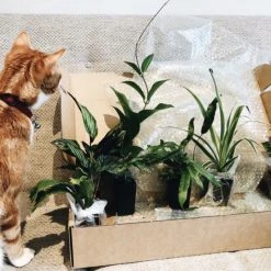 Indoor Garden Cat-Friendly Indoor Plant Pack ????