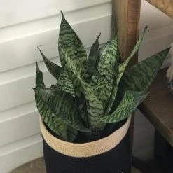 Succulents Sansevieria Dwarf Full Sun 13 Succulents Sansevieria Dwarf Full Sun