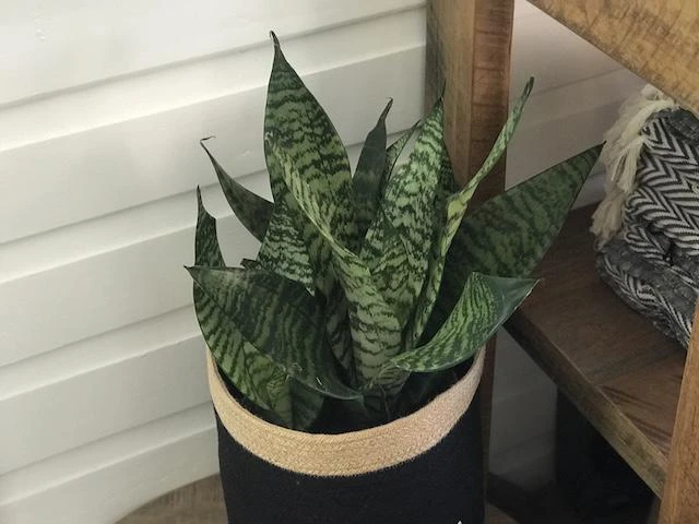 Succulents Sansevieria Dwarf Full Sun 7 Succulents Sansevieria Dwarf Full Sun