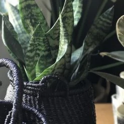 Succulents Sansevieria Dwarf Full Sun 12 Succulents Sansevieria Dwarf Full Sun