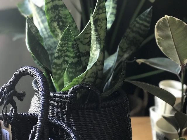 Succulents Sansevieria Dwarf Full Sun 6 Succulents Sansevieria Dwarf Full Sun