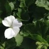 Shrubs Geranium Nano White