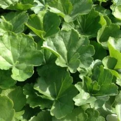 Shrubs Geranium Nano White