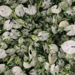 Indoor Garden Syngonium Pixie Mini Syngoniums