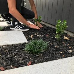 Hedge Carissa Grandiflora 'Desert Star'