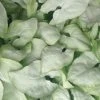 Indoor Garden Syngoniums Syngonium Moonshine