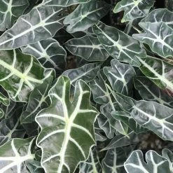 Pot + Plant Gift Box Alocasia Lowii Polly Amazonica - Pot + Plant + Soil