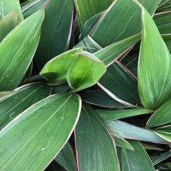 Shrubs Cordyline Pink Diamond 16 Shrubs Cordyline Pink Diamond
