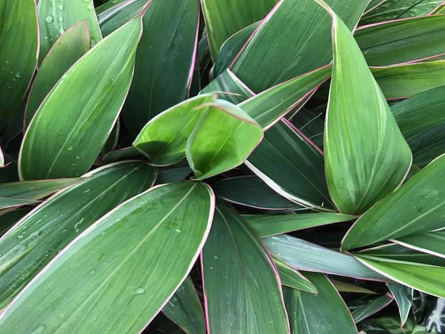 Shrubs Cordyline Pink Diamond 9 Shrubs Cordyline Pink Diamond