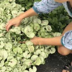 Indoor Garden Ground Covers Syngonium Podophyllum Roxana