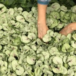 Indoor Garden Syngoniums Syngonium Podophyllum Roxana - 85mm 12 Indoor Garden Syngoniums Syngonium Podophyllum Roxana - 85mm