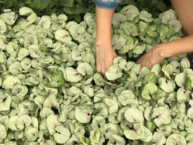 Indoor Garden Syngoniums Syngonium Podophyllum Roxana - 85mm 7 Indoor Garden Syngoniums Syngonium Podophyllum Roxana - 85mm