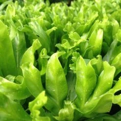 Indoor Garden Narrow Spaces Asplenium Antiquum Leslie