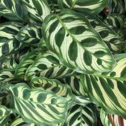 Indoor Garden Calathea Makoyana Pet-friendly Indoor Plants 11 Indoor Garden Calathea Makoyana Pet-friendly Indoor Plants