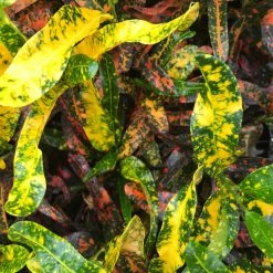 Shrubs Croton Bush On Fire