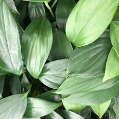 Indoor Garden Rhaphidophora Decursiva