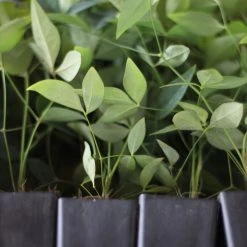 Hedge Nandina Domestica