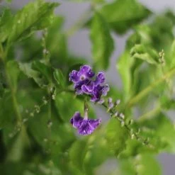 Hedge Duranta Repens 'Geisha Girl' Shrubs