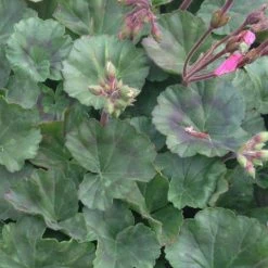 Shrubs Geranium Nano Pink