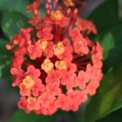 Shrubs Ixora Prince Of Orange Medium Hedge Pack