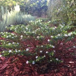 Hedge Cuphea Mexicana Compact White Shrubs