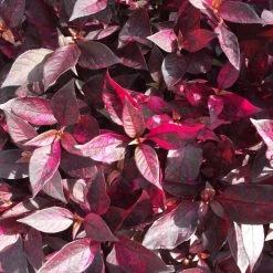 Shrubs Alternanthera Dentata 'Firebug'