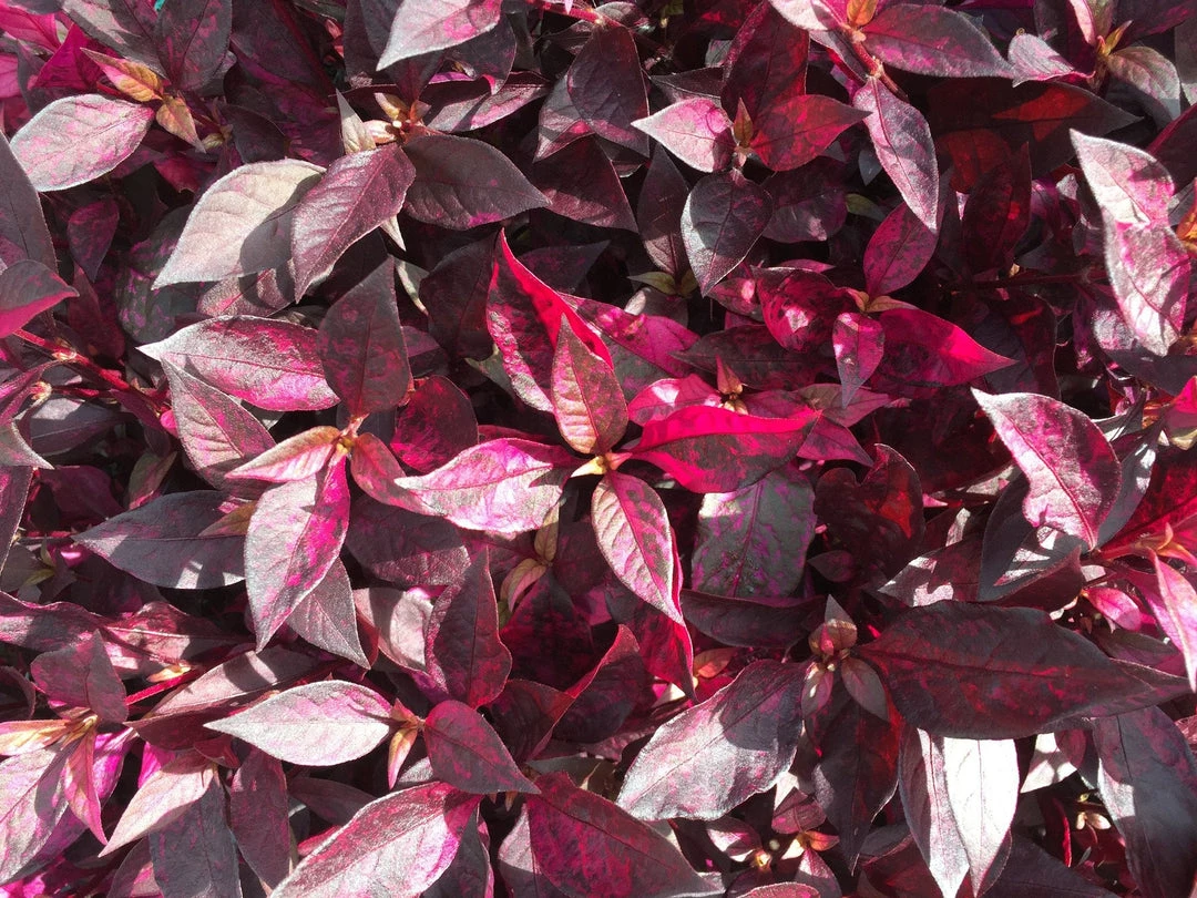 Shrubs Alternanthera Dentata 'Firebug' 4 Shrubs Alternanthera Dentata 'Firebug'