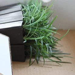 Shrubs Mini Mondo / Dwarf Mondo Grass Ground Covers