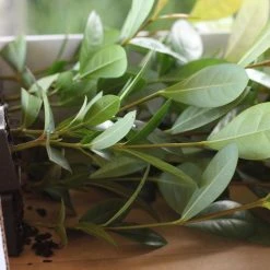 Shrubs Ixora Pink Malay