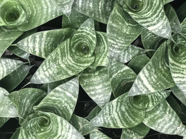 Succulents Sansevieria Dwarf Full Sun 4 Succulents Sansevieria Dwarf Full Sun