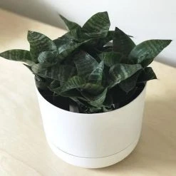 Succulents Sansevieria Dwarf Full Sun 14 Succulents Sansevieria Dwarf Full Sun