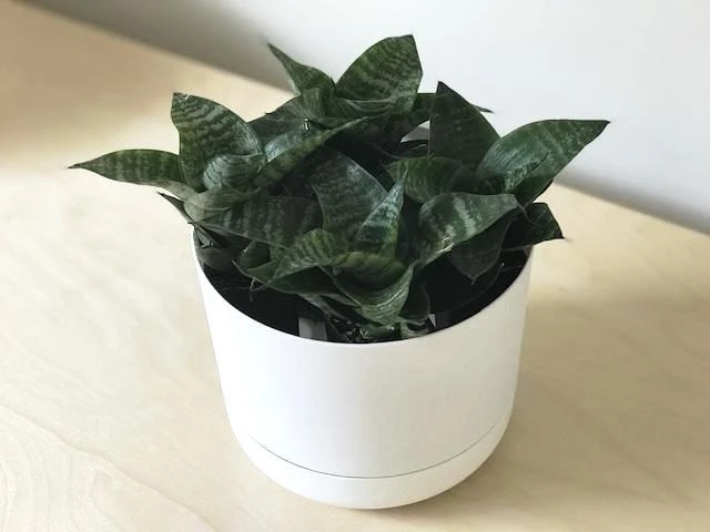 Succulents Sansevieria Dwarf Full Sun 8 Succulents Sansevieria Dwarf Full Sun