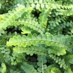 Indoor Garden Ground Covers Nephrolepis Cordifolia Duffii
