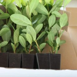 Shrubs Ixora Gold Malay