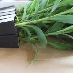 Shrubs Cordyline Congesta