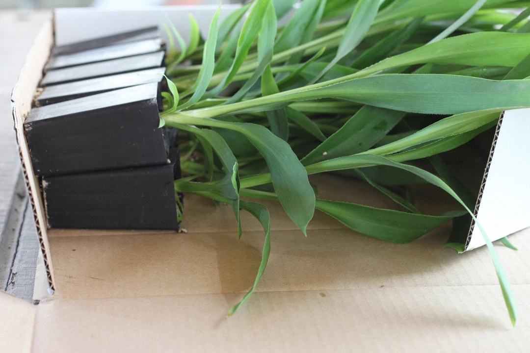 Shrubs Cordyline Congesta 4 Shrubs Cordyline Congesta