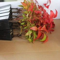 Hedge Nandina Domestica Nana