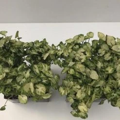 Indoor Garden Syngonium Pixie Mini Syngoniums